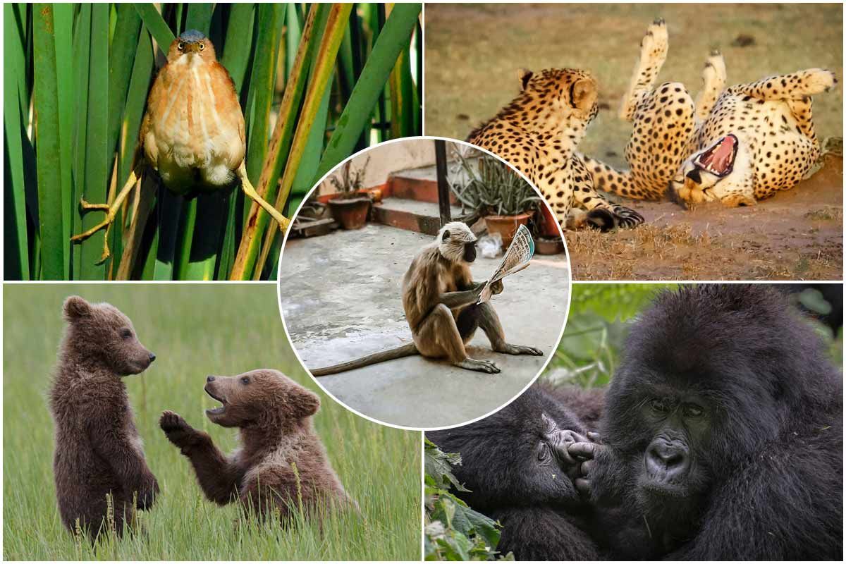380790-comedy-wildlife-photography-contest-new-photos | ۱۰ تصویر دیده‌نشده از مسابقه عکاسی کمدی حیات وحش ۲۰۲۱